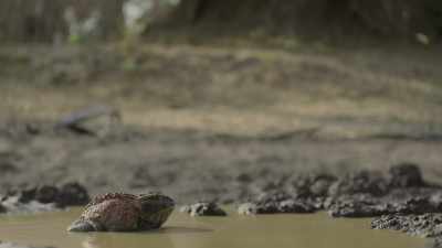 For Beelzebufo,
their timing couldn't be much worse. - Prehistoric Planet