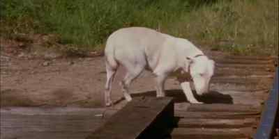 FOR BODGER,
IT WASN'T QUITE THAT SIMPLE. - The Incredible Journey