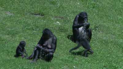 For both male and female bonobos, - Explained