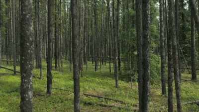 For centuries, lodgepole forests
have lived in a natural balance - The Green Planet