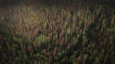 For centuries, the freezing
northern winters - The Green Planet