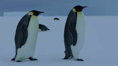 For this couple, the long wait
for their egg is almost over. - Dynasties