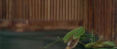 For crying out loud - Enter the Dragon