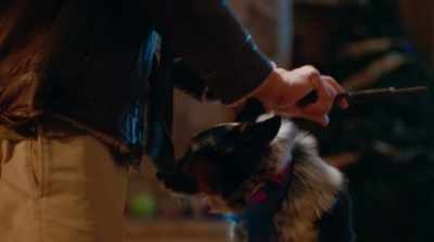 For crying out loud!Seriously! [groans] - Pups Alone