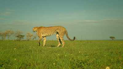 For her cubs' sake,
Kike must leave them now. - Serengeti
