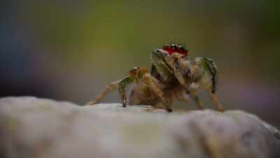 For this daring little lover. - The Secret Lives of Animals