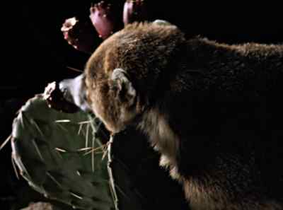 For dessert,
what could be nicer - The Living Desert