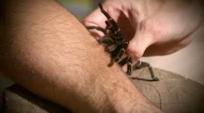 - For duration, it lasted much
longer than the execution wasp. - Kings of Pain