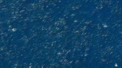 For every one at the surface, 20 swim below. - Our Planet