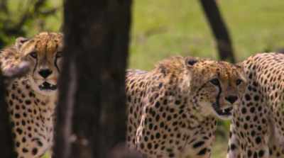 For every single predator
on the Serengeti, - David Attenborough: A Life on Our Planet