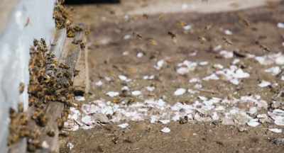 For example, the almond bloom
in California -- - The Pollinators