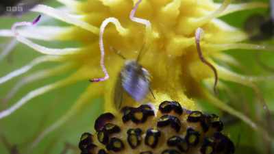 For this extraordinary pollination
to be successful, - Wild Isles