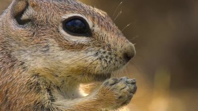 For four weeks, he's been safe underground with mom... - Tiny World