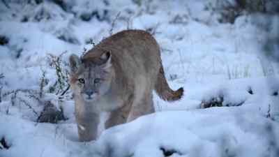 For Ginger, Chico
and their siblings, - Predators