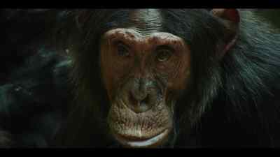 For Gus... - Chimp Empire