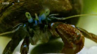 For this hermit crab,
defeat really is a heavy burden. - Wales: Land of the Wild