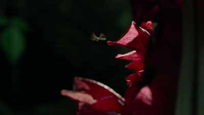 For hundreds of scavenging insects, - Our Great National Parks