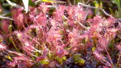 For this is a patch
of flesh-eating plants. - Wales: Land of the Wild