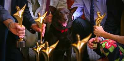 For it to do what it actually
did blew our minds. - Koko: A Red Dog Story