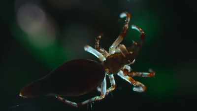 For it to work, the spider
needs to be continually lit. - The Secret Lives of Animals
