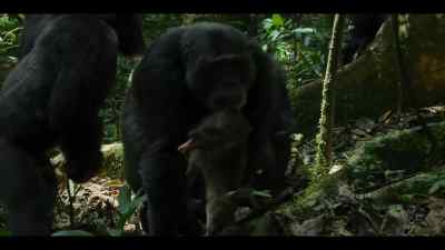 For Jackson, this big duiker - Chimp Empire