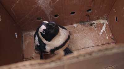 For Junior, - Penguin Town