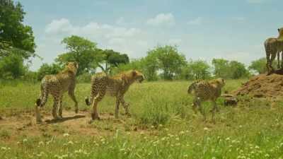For Kike's cubs, the time to leave
is long overdue... - Serengeti