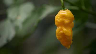 For lack of anything better,
I'm calling this Killer Yellow. - Superhot: The Spicy World of Pepper People