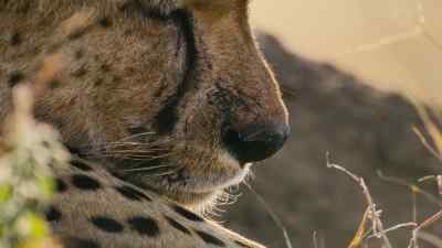 For Luka and Kovu, it's a disaster. - Predators