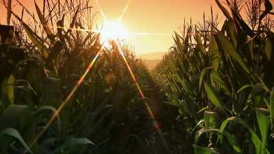 For many corn-growing cultures
like the Aztecs, - Secrets of the Underground