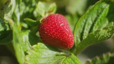 For many years, we grew
without using pesticides, - What Am I Eating? With Zooey Deschanel