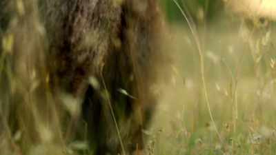 For marsupials
that graze the open grasslands, - David Attenborough's Tasmania