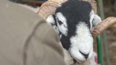 For me, it's important to take some
nice sheep to Muker Show, - Our Yorkshire Farm