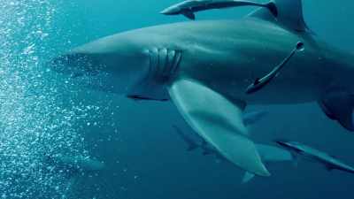 For me, that whole experience, - Sharkwater Extinction