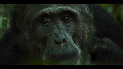 For Miles, it might mean retirement. - Chimp Empire