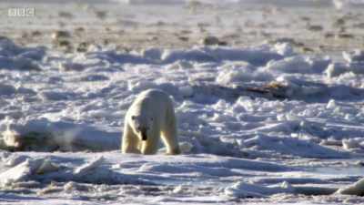 For millennia,
animals have survived in a world - Planet Earth: A Celebration
