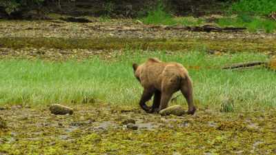 For his mom, there's no time to rest. - Wild Babies