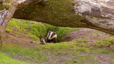 For more than two months, - Wales: Land of the Wild