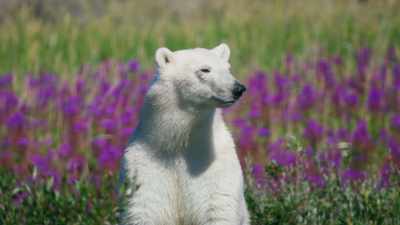 For most polar bears, - Seven Worlds, One Planet