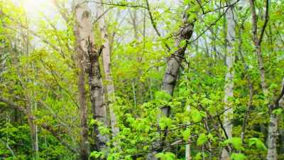 For most, spring's a time to get out
and get eating. - Tiny World