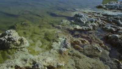 For most, this water is simply
too poisonous to drink. - Prehistoric Planet