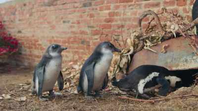 For Mr. and Mrs. Wheelbarrow, - Penguin Town