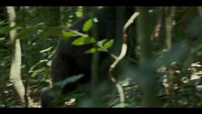 For now, Abrams and Wilson - Chimp Empire