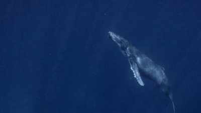 "For now, he's listening,
learning, and exploring." - Secrets of the Whales
