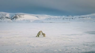 'For now, this mother
and her two-year-old cub - A Year on Planet Earth