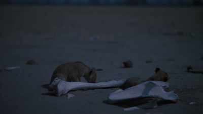 For now, the elephants
are safe from the lions - In the Footsteps of Elephant