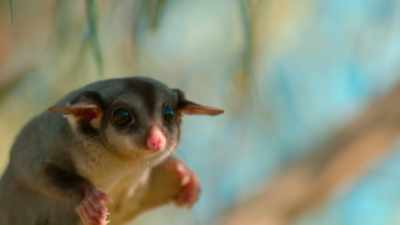 For now,
the young sugar glider is ready... - Tiny World