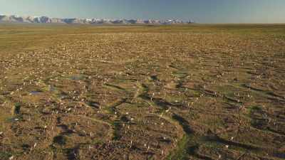 For now,
this immense herd is stable. - Frozen Planet II