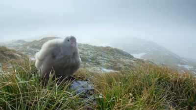 For now, waiting on its nest,
the chick is safe. - Our Planet