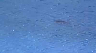 For one and a half hours, - Shark Attack Files